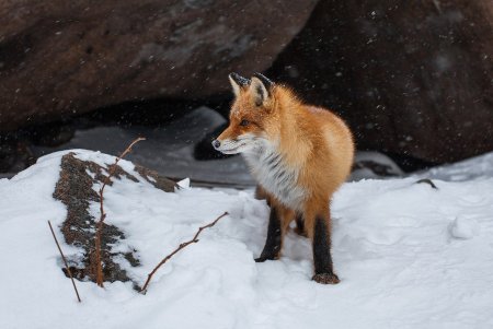 Столбы Красноярск фауна