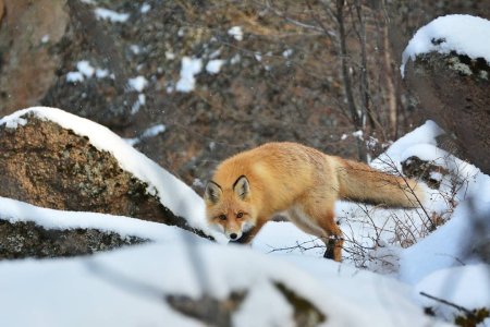 Заповедник столбы Красноярского края животные