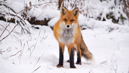 Заповедник столбы фауна