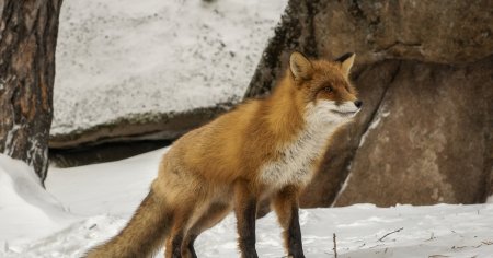 Заповедник столбы фауна