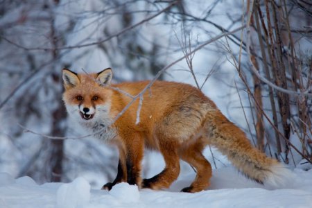 Столбы Красноярск животные