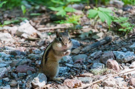 Заповедник столбы Красноярского края животные