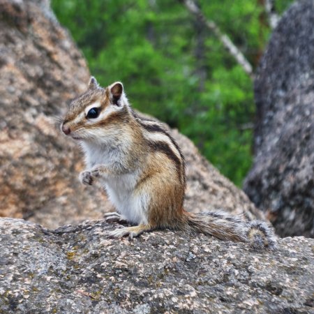 Баргузинский заповедник Соболь