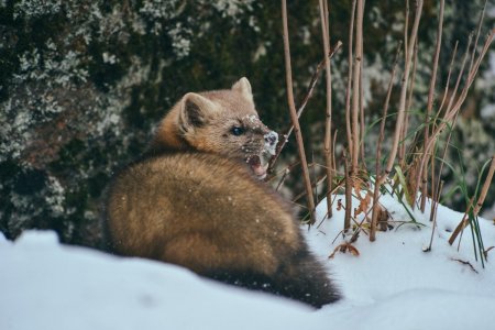 Столбы заповедник красноярскриунок