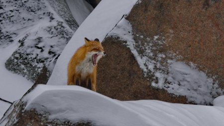 Красноярские столбы заповедник Флора
