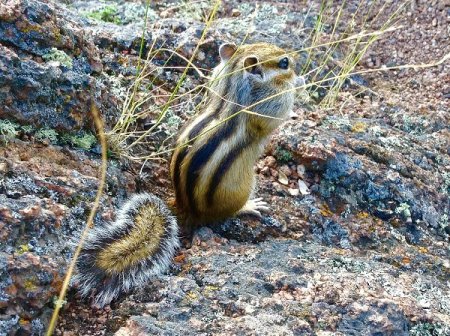 Заповедник столбы Красноярского края животные