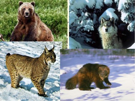 Бурый медведь Красноярского края