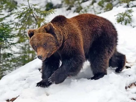 Столбы Красноярск фауна