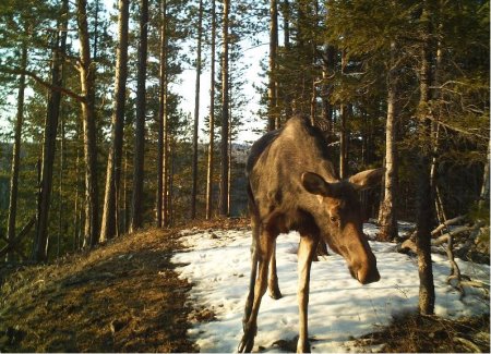 Красноярские столбы заповедник для разукрашивания