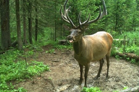 Столбы Красноярск фауна