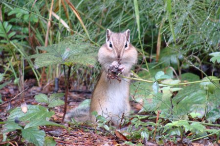 Животные заповедника столбы Красноярск