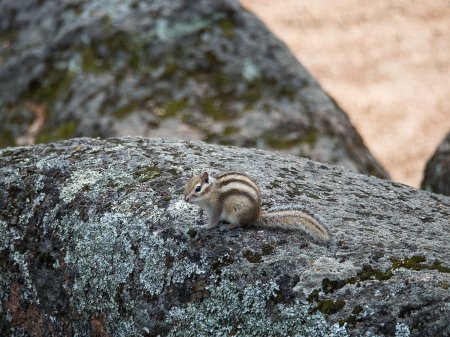 Заповедник столбы Красноярск фауна