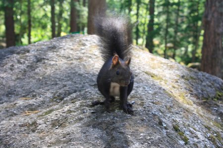 Заповедник столбы фауна