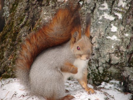 Приют доктора Айболита Красноярские столбы
