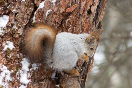 Животный мир национального парка Красноярские столбы