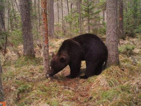 Карельская Рысь