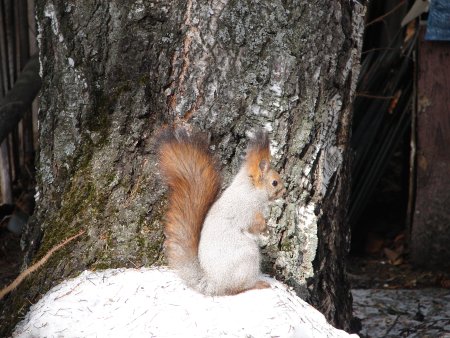 Красноярские столбы Рысь