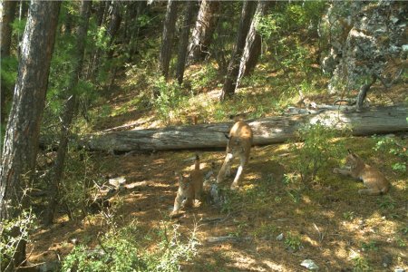 Заповедник столбы Красноярск Флора