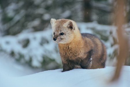 Заповедник столбы Красноярск рисунки