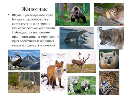 Столбы Красноярск заповедник медведи