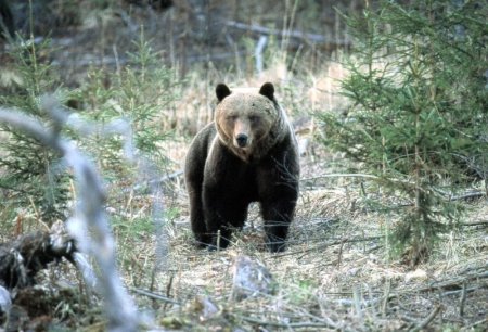 Столбы Красноярск медведи