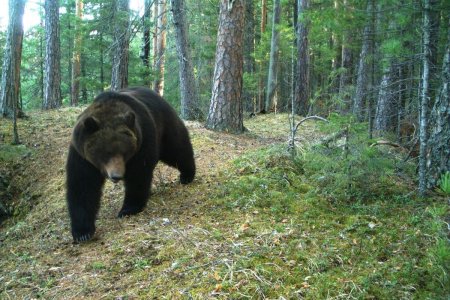 Заповедник столбы животные