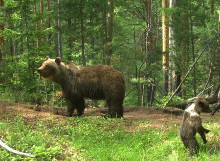 Птицы Красноярского заповедника столбы