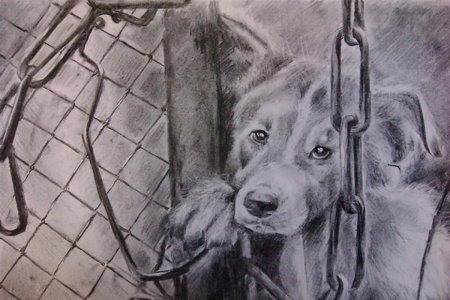 Рисунки бездомных животных