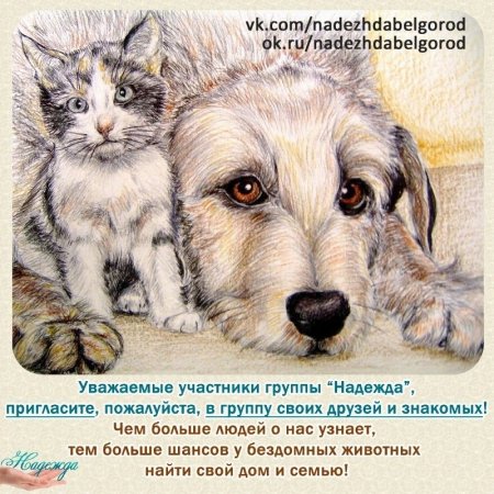 Берегите бездомных животных