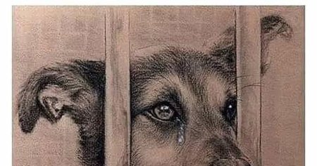 Иллюстрации бездомных животных