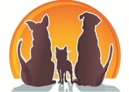 Защита бездомных животных