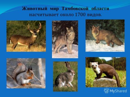 Животный мир Тамбовской области