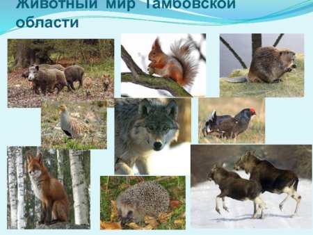 Рисунок на тему природа