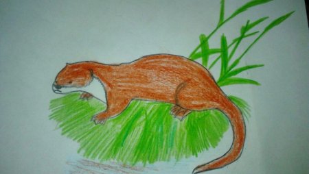 Рисунок бобра