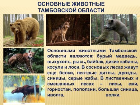 Сурок Байбак альбинос