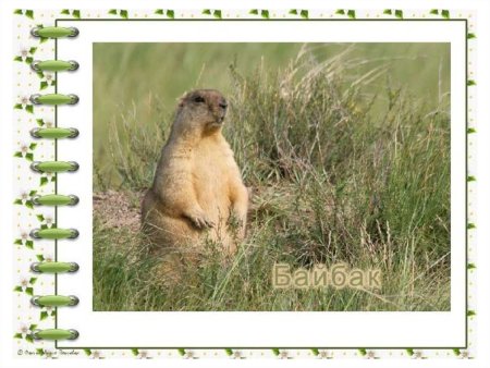 Косуля Сибирская (capreolus pygargus Pall.)