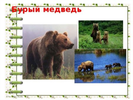 Мир заповедной природы рисунки