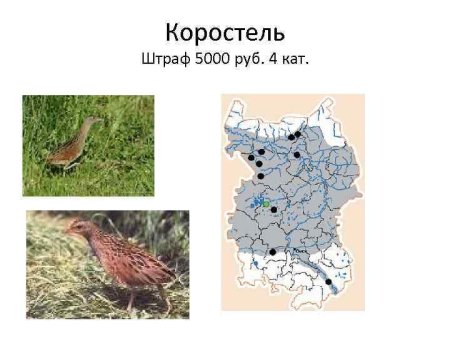 Воронинский заповедник животные и растения