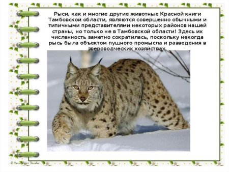 Рисунок на тему животные