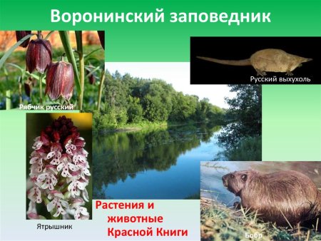 Рисунок на тему заповедник