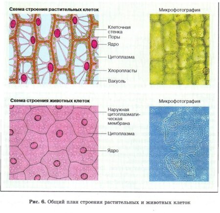 Микропрепараты клеток растений под микроскопом