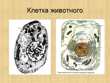 Животная клетка