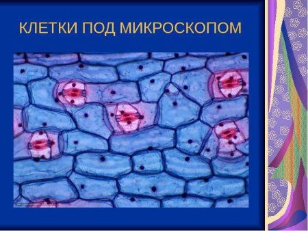 Животная клетка под микроскопом