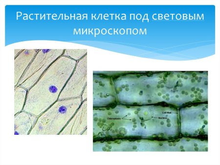 Клетка растения под микроскопом с подписями