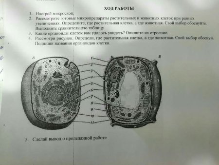 Микропрепараты растительной и животной клетки