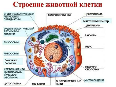 Строение эукариотической клетки животного