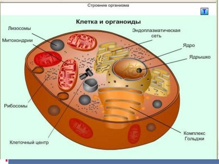 Человеческая клетка строение анатомия