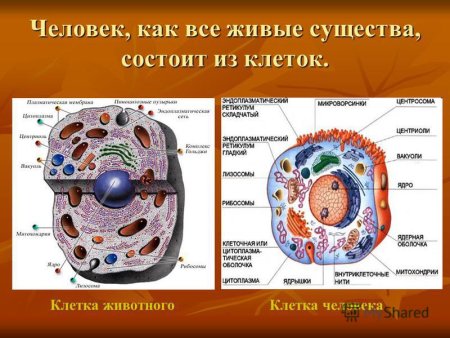 Животная клетка строение и функции рисунок