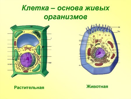 Строение клетки растительного организма