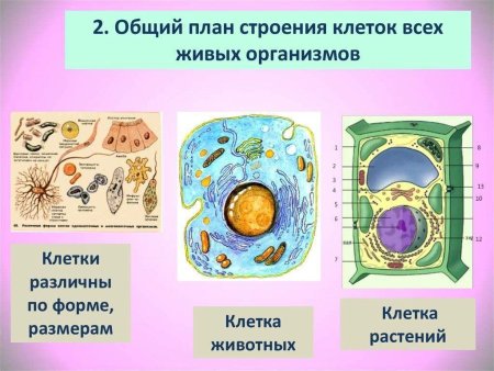 Рисунок клеточное строение - общий признак живых организмов